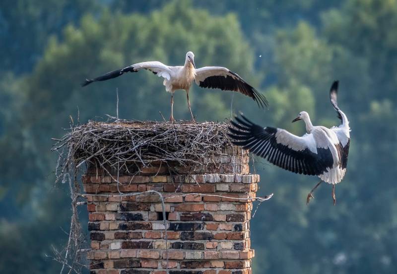 Professional Chimney Animal Removal Services in Weymouth, Massachusetts