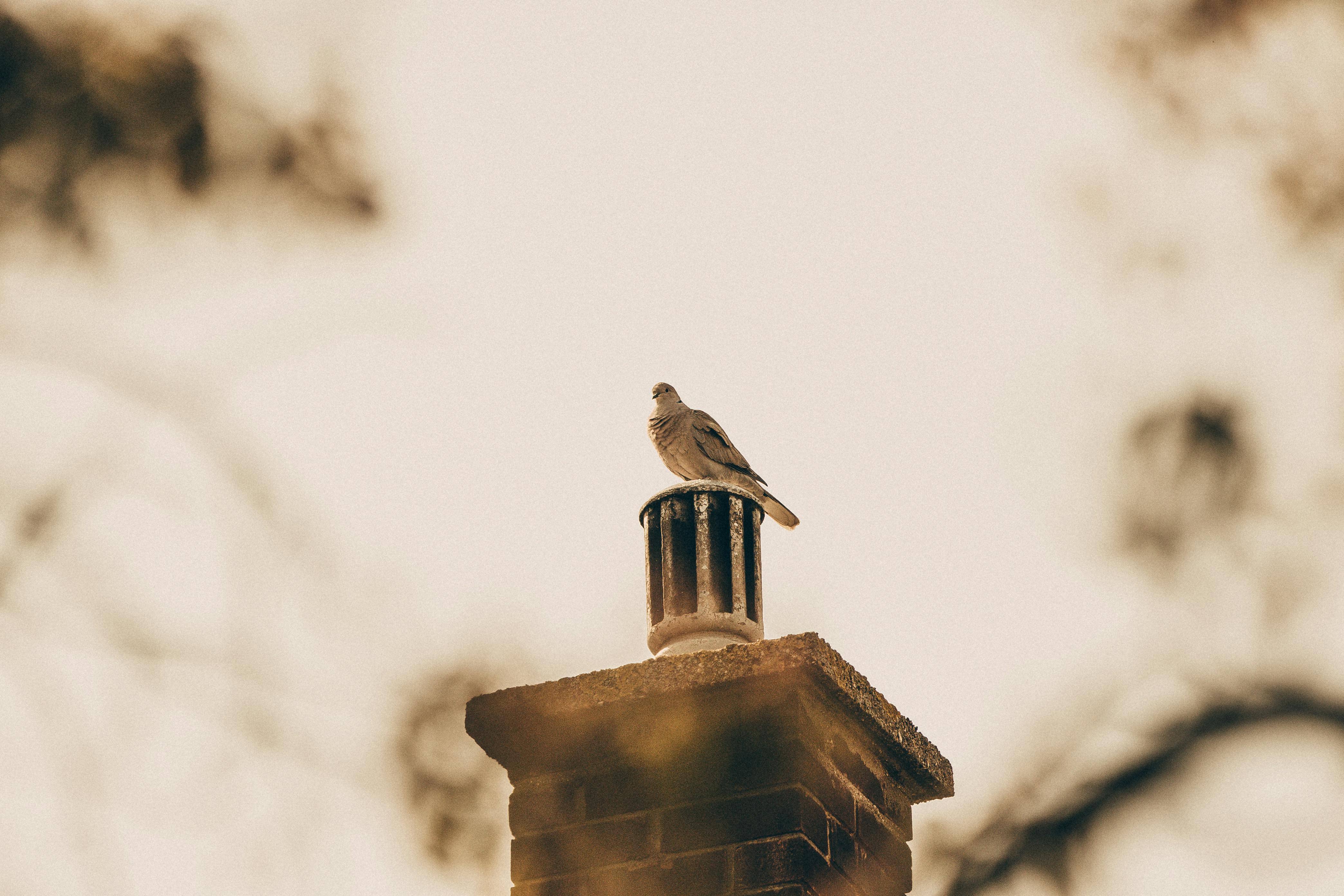 Expert Chimney Cap Installation in Weymouth, Massachusetts